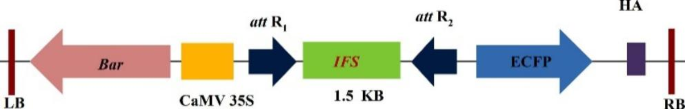 Metabolic engineering of isoflavonoid genistein in indica rice by expressing Isoflavone Synthase from Glycine max