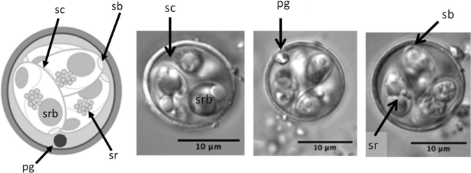 Molecular characterisation and additional morphological descriptions of Eimeria spp. (Apicomplexa: Eimeriidae) from brown kiwi (Apteryx mantelli Bartlett).