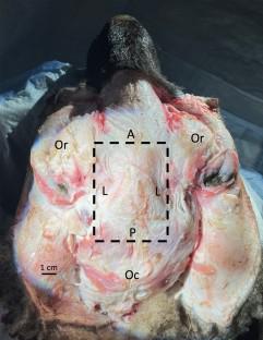 Sheep as a Large-Animal Model for Otology Research: Temporal Bone Extraction and Transmastoid Facial Recess Surgical Approach.