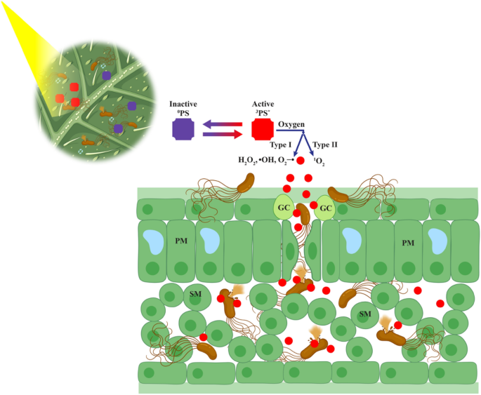 Overview of methods and considerations for the photodynamic inactivation of microorganisms for agricultural applications.