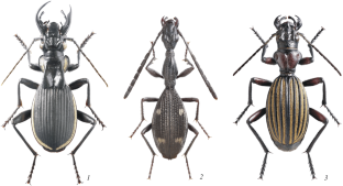 Composition and Distribution of Insect Faunas of the World. 3. Palaeotropical Kingdom