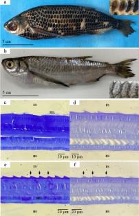 A rare case of abnormal hyperpigmentation in a freshwater sardine, Triportheus auritus (Characiformes, Triportheidae) from the Amazon basin, Brazil