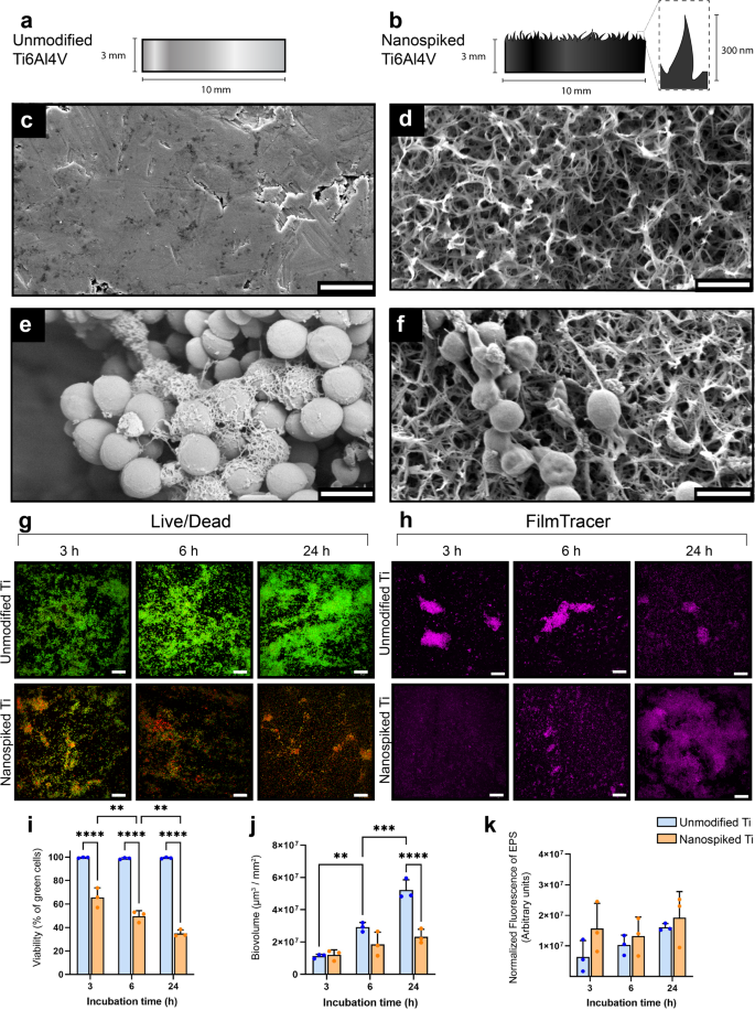 Vancomycin tolerance of adherent Staphylococcus aureus is impeded by nanospike-induced physiological changes.