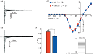 Characteristics of Fast Sodium Current in Isolated Quail Cardiomyocytes