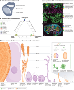 The oral microbiome: diversity, biogeography and human health