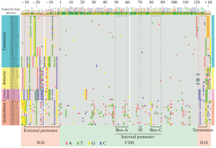 5S Ribosomal DNA in the Family Plumbaginaceae