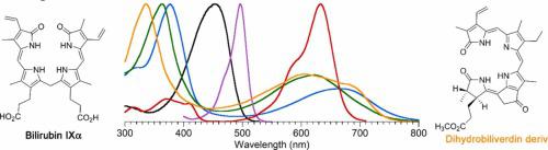 Absorption and fluorescence spectra of open-chain tetrapyrrole pigments–bilirubins, biliverdins, phycobilins, and synthetic analogues