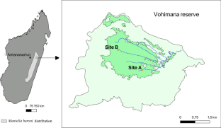 Habitat and local climate influence the activity and abundance of Baron’s Mantella frog (Mantella baroni)