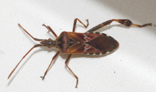 Finding of the Western Conifer Seed Bug Leptoglossus occidentalis (Heteroptera: Coreidae) in the Voronezh State Nature Reserve (Central Russia)