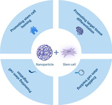 Intranasal delivery of stem cells labeled by nanoparticles in neurodegenerative disorders: Challenges and opportunities.