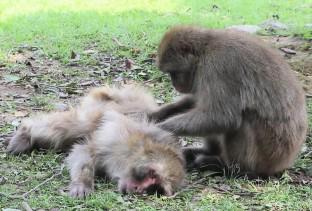 Reactions to a dead adult female in Japanese macaques at Arashiyama: Why did a non-affiliated female groom the corpse?