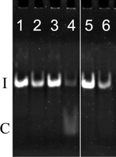 Biological role of the major AP (abasic site) endonuclease of an archaeon from geothermal environments.