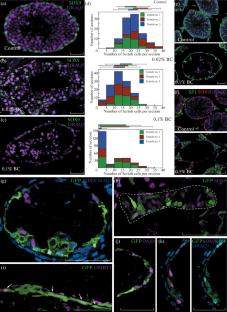 The Behavior of Sertoli-Like Cells When Transplanted into Sertoli Cell-Depleted Testes