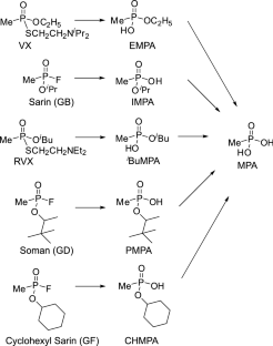 Analysis of degradation products of nerve agents in biological fluids by ion chromatography-tandem mass spectrometry.