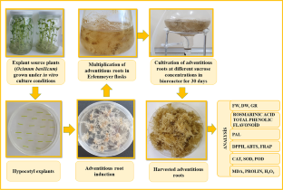 Optimization of sucrose concentration to promote root proliferation and secondary metabolite accumulation in adventitious root cultures of Ocimum basilicum