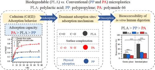 A potential threat from biodegradable microplastics: mechanism of cadmium adsorption and desorption in the simulated gastrointestinal environment