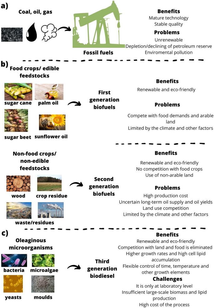 State-of-the-art in the accumulation of lipids and other bioproducts from sustainable sources by Yarrowia lipolytica