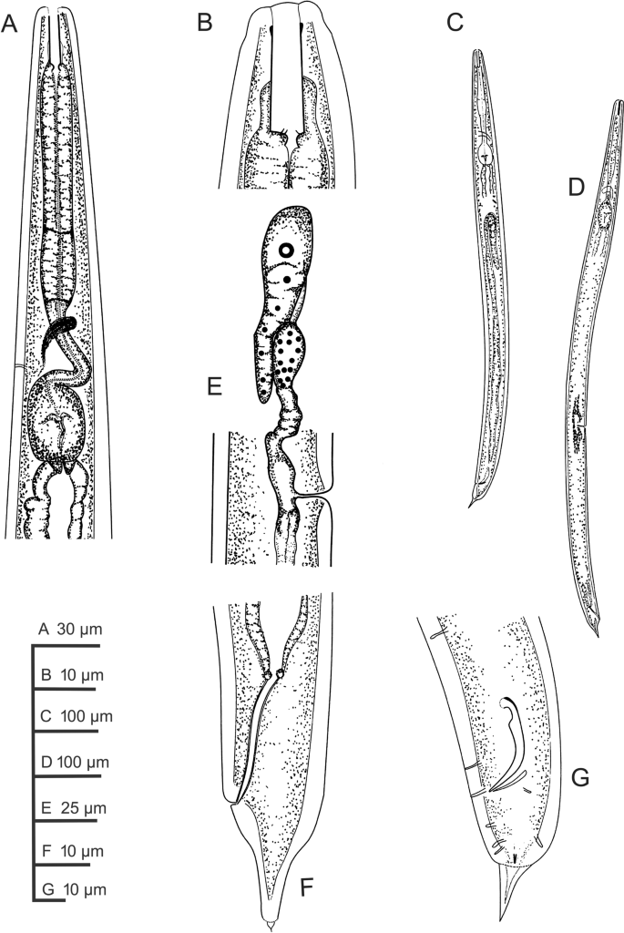 Morphological and molecular characterisation of two free-living bacterivorous nematodes belonging to Rhabditida from South Africa