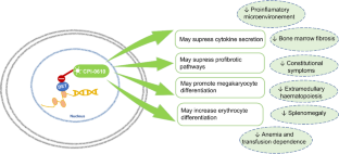 Pelabresib (CPI-0610): An Exciting Novel Drug for the Treatment of Myelofibrosis.