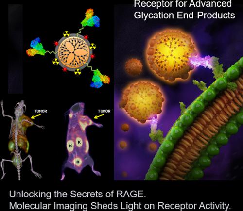 Receptor for advanced glycation end-products: Biological significance and imaging applications.