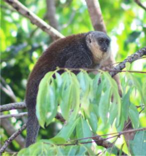 A Life in Fragments: The Ecology, Behavior, and Conservation of the Recently Described Parecis Plateau Titi Monkey (Plecturocebus parecis)