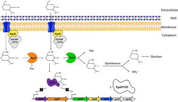 Utilization of glycoprotein-derived N-acetylglucosamine-L-asparagine during Enterococcus faecalis infection depends on catabolic and transport enzymes of the glycosylasparaginase locus