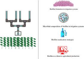 Microbial composition and formation of biofilms in agricultural irrigation systems- a review