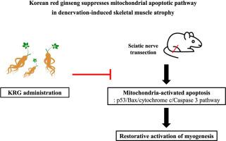 Korean red ginseng suppresses mitochondrial apoptotic pathway in denervation-induced skeletal muscle atrophy