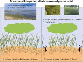 Short-term effect of filamentous macroalgae Chaetomorpha linum on Cymodocea nodosa: Does clonal integration alleviate macroalgae impacts?