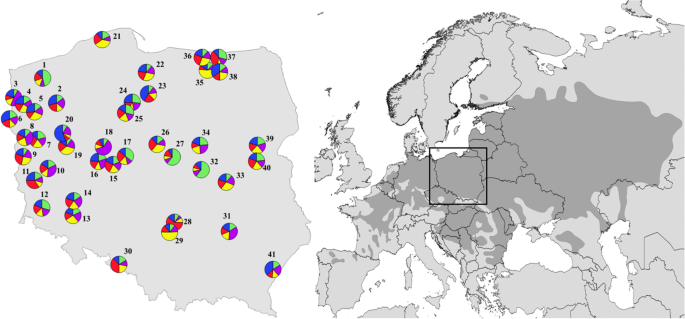 Population history, genetic variation, and conservation status of European white elm (<i>Ulmus laevis</i> Pall.) in Poland.