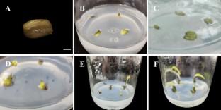 Abscisic acid increases the viability of cryopreserved shoot tips of Lilium pumilum by regulating the osmotic stress and programmed cell death