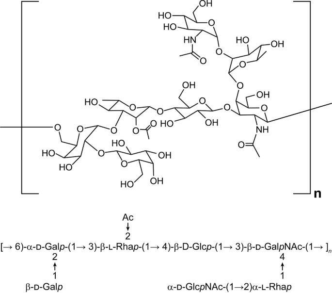 Characterization of pneumococcal serotype 7F in vaccine conjugation.