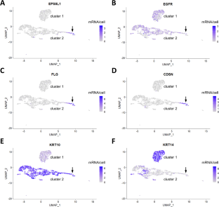 Comparative immunohistochemical analysis suggests a conserved role of EPS8L1 in epidermal and hair follicle barriers of mammals.