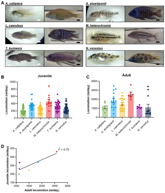 Ontogeny and social context regulate the circadian activity patterns of Lake Malawi cichlids.