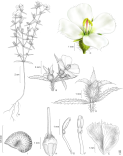 Pterolepis xaxa (Melastomateae, Melastomataceae), a new haplostemonous species from Bahia, Brazil