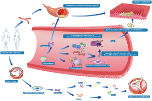 Role of galectin-3 in vascular calcification.