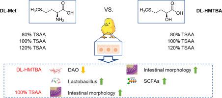 Dietary methionine sources and levels modulate the intestinal health status of broiler chickens