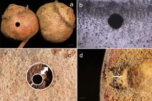 Different nest entrance architecture by Colobopsis and Temnothorax ants colonizing oak galls