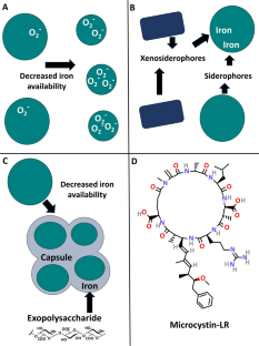 Cyanobacterial blooms, iron, and environmental pollutants.