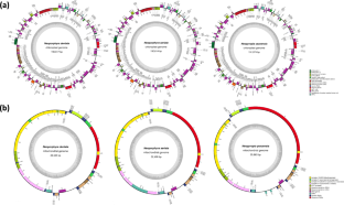 Characterization and comparative analysis of the complete organelle genomes of three red macroalgae species (Neoporphyra dentata, Neoporphyra seriata, and Neopyropia yezoensis) and development of molecular makers for their identification.