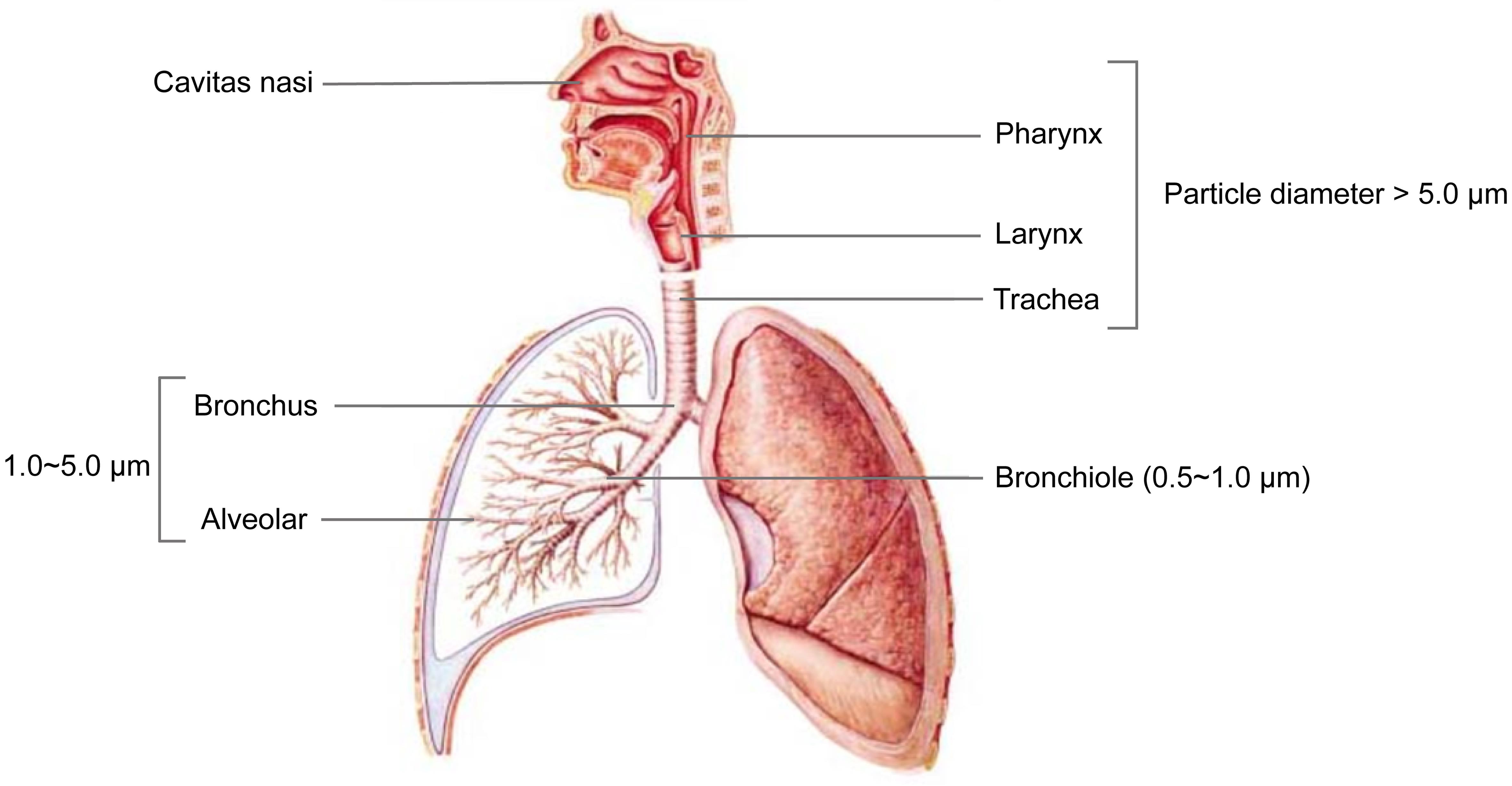 Delivery System for Targeted Drug Therapy in Chronic Diseases