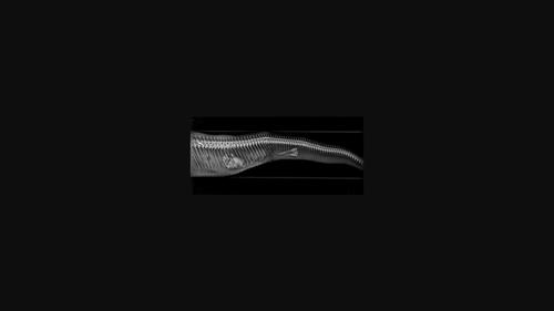 Sexual dimorphism in Louisiana pine snakes (Pituophis ruthveni).