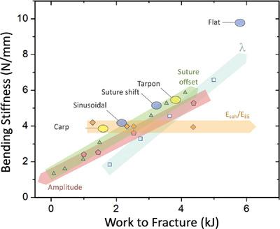 Tuning protecto‐flexibility in nature: Case of the fish scale