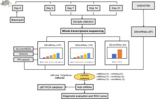 Identification and Validation of Genes Exhibiting Dynamic Alterations in Response to Bleomycin-Induced Pulmonary Fibrosis.