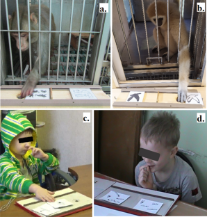 Different Cognitive Strategies for Determining Common Image Features in Other Primates and Preschool Children