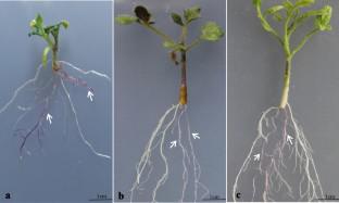 Application of AtMYB75 as a reporter gene in the study of symbiosis between tomato and Funneliformis mosseae.