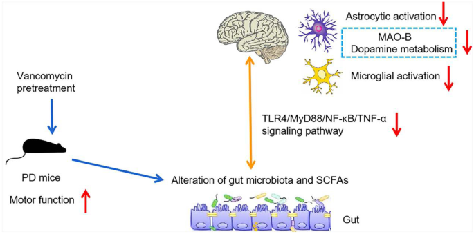 Vancomycin Pretreatment on MPTP-Induced Parkinson's Disease Mice Exerts Neuroprotection by Suppressing Inflammation Both in Brain and Gut.