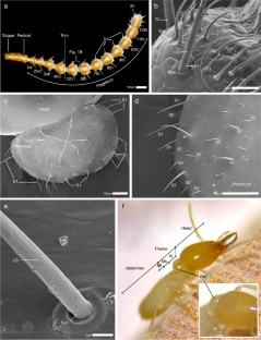 Sensitivity and Orientation to Sustained Airflow by Coptotermes formosanus Soldier Termites (Isoptera, Rhinotermitidae)