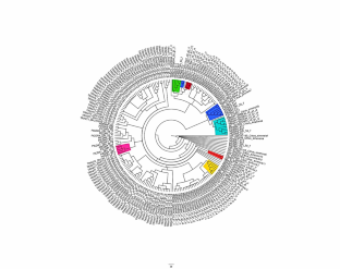 Transcriptome-wide Identification of CDR Family in Citrus Latifolia and its Expression During HLB Disease