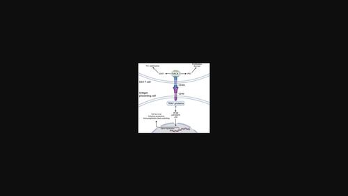 CD40L modulates CD4+ T-cell activation through receptor for activated C kinase 1